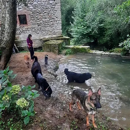 Petfriendly El Molino De Cantabria - Rural - Entrambasaguas (Entrambasaguas)