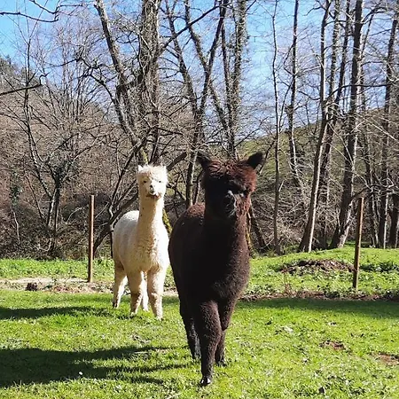 Petfriendly El Molino De Cantabria Fogadó Entrambasaguas