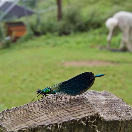 Värdshus Posada Petfriendly El Molino De Cantabria - Hotel Rural B&B - *