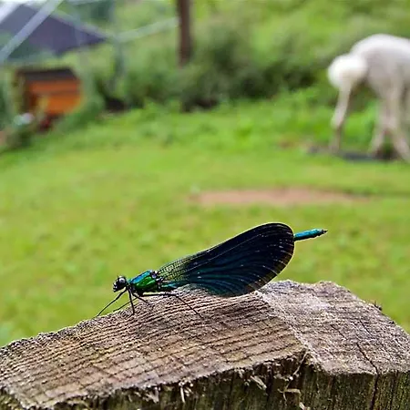 Petfriendly El Molino De Cantabria - Rural - Värdshus