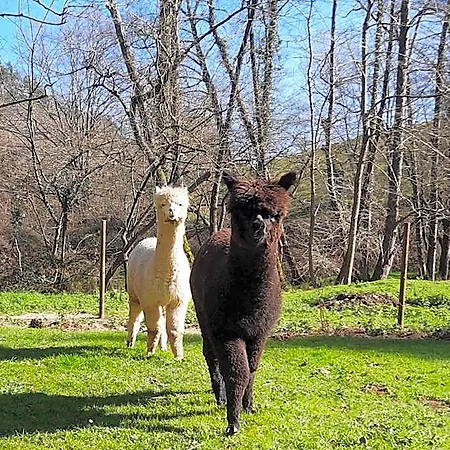 Petfriendly El Molino De Cantabria - Rural - Värdshus *