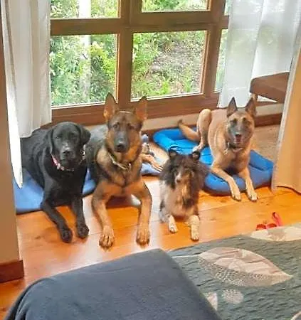 Petfriendly El Molino De Cantabria - Rural - * Entrambasaguas (Entrambasaguas)