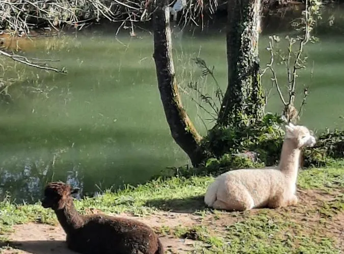 Posada Petfriendly El Molino De Cantabria - Hotel Rural B&B - Entrambasaguas (Entrambasaguas)